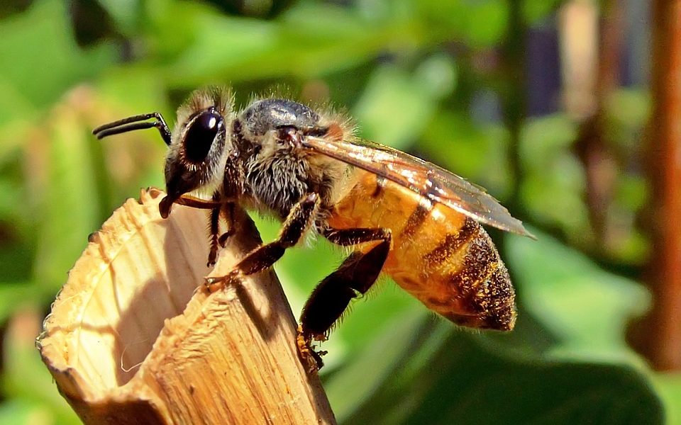 Disparition alarmante des abeilles en France